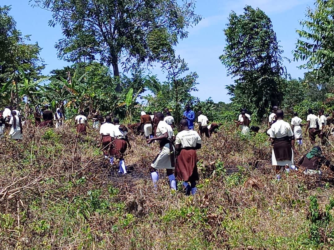 Tree Planting Activity 1
