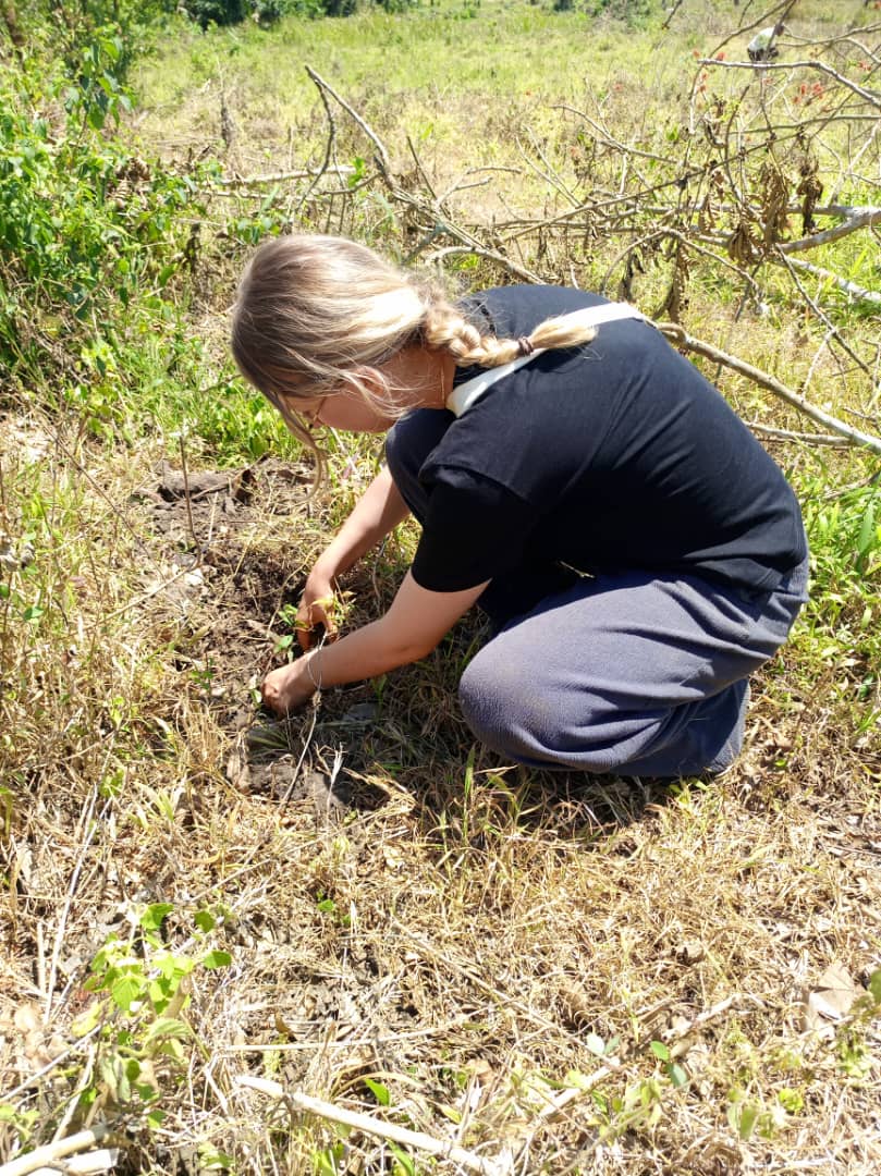 Tree Planting Activity 2