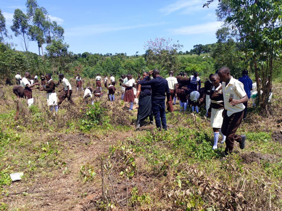 Tree Planting Activity 4